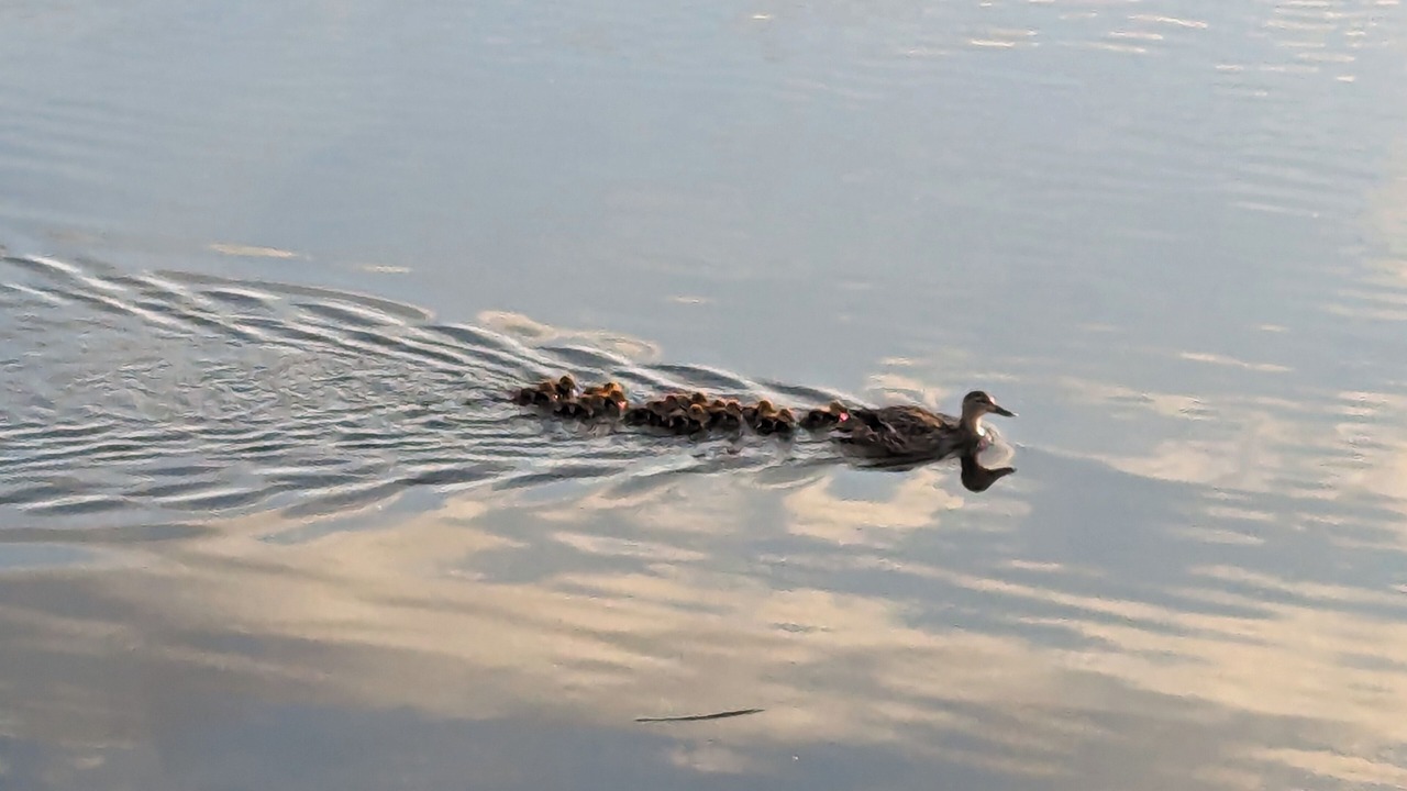 Photo of Others in Discovery Bay