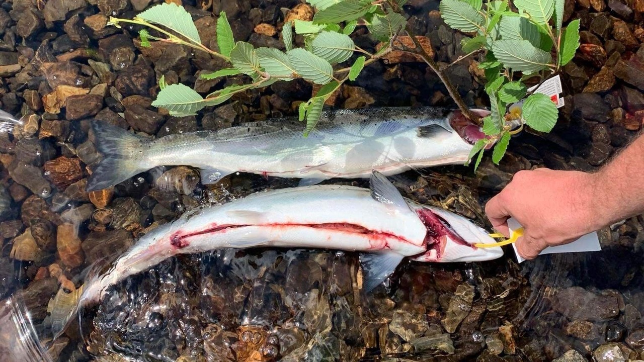 Photo of Others in Indian Bay