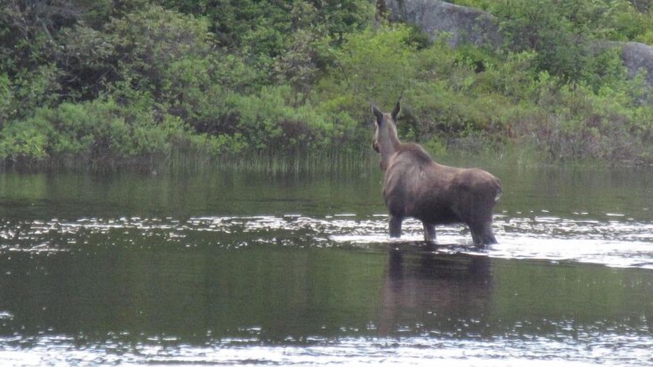 Photo of Others in Indian Bay