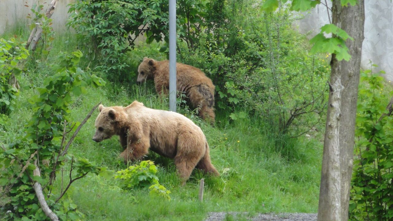 Photo of Others in Zollikofen