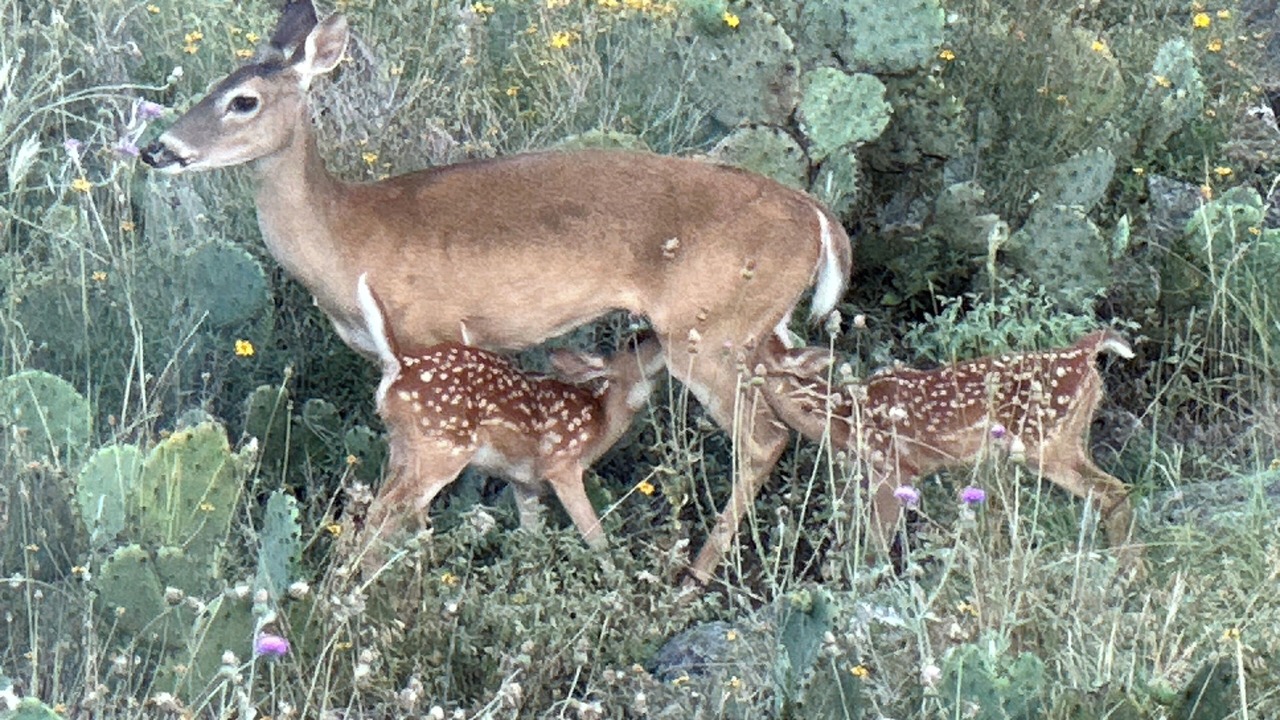 Photo of Others in Johnson City