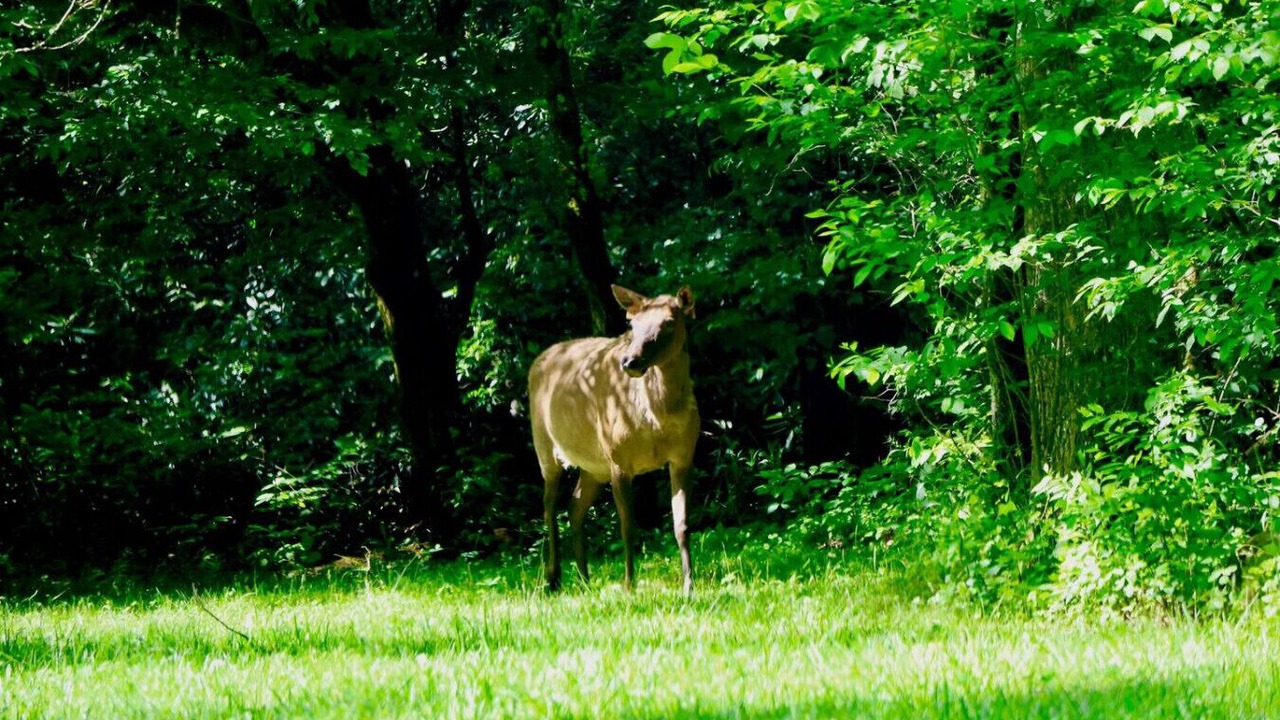 Photo of Others in Cherokee