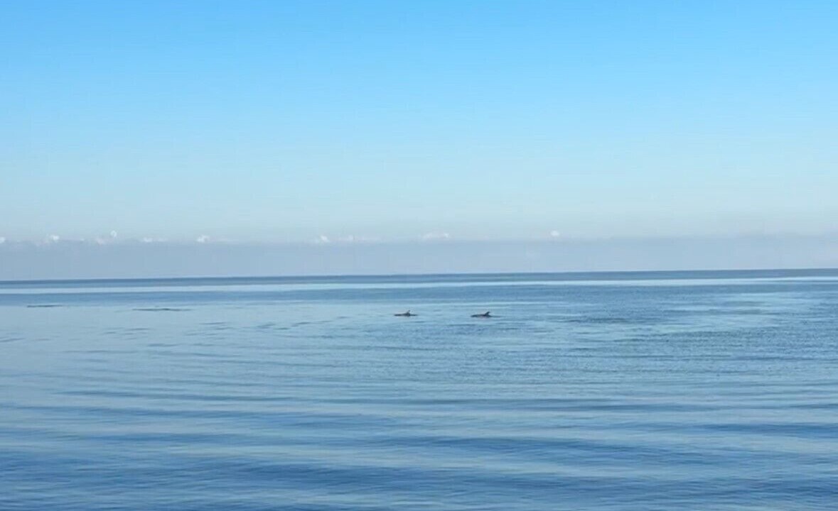Photo of Others in Davis Wharf