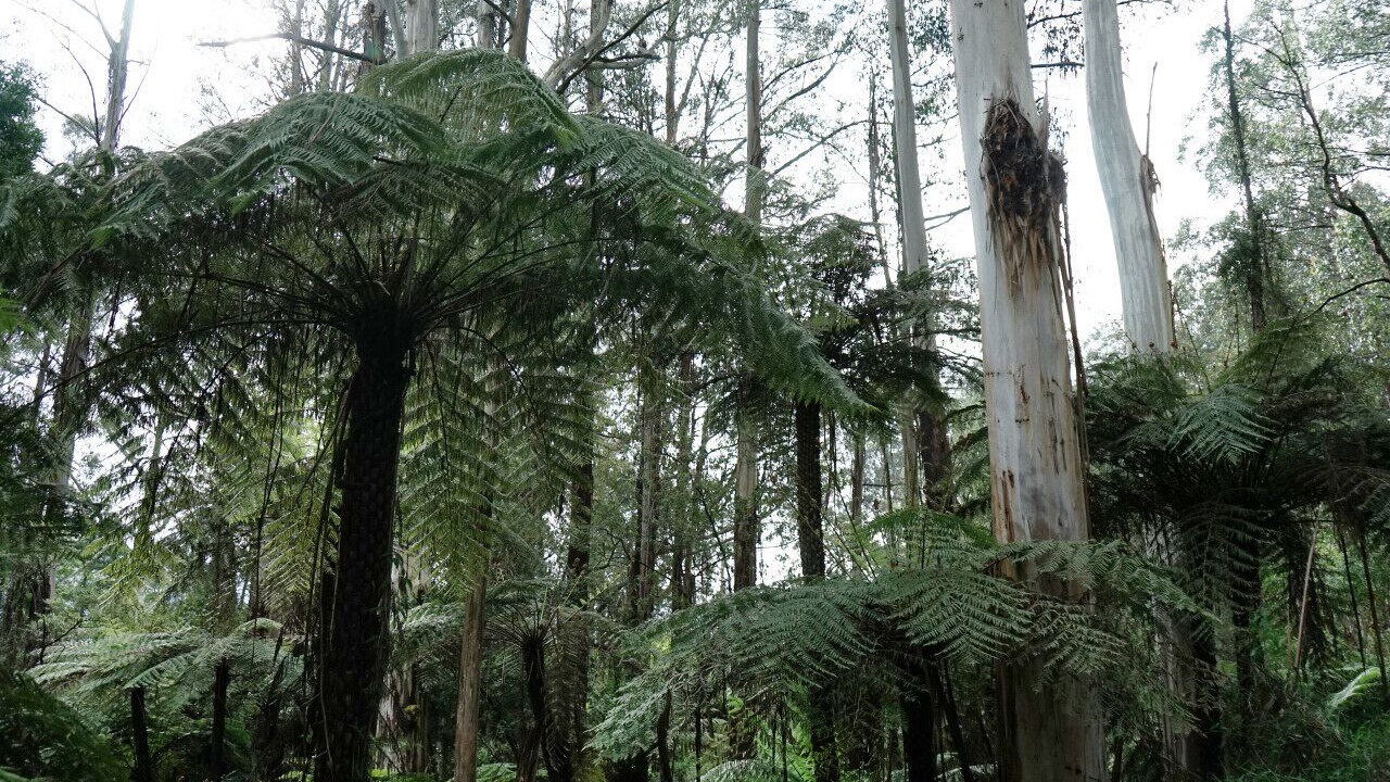 Photo of Others in Toolangi