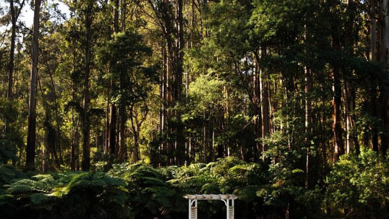Photo of Outdoor in Toolangi