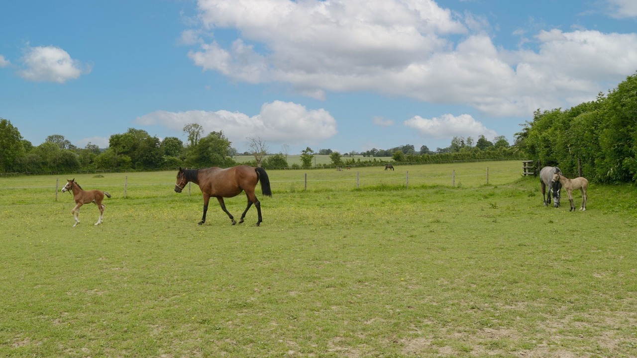 Photo of Others in Boitron