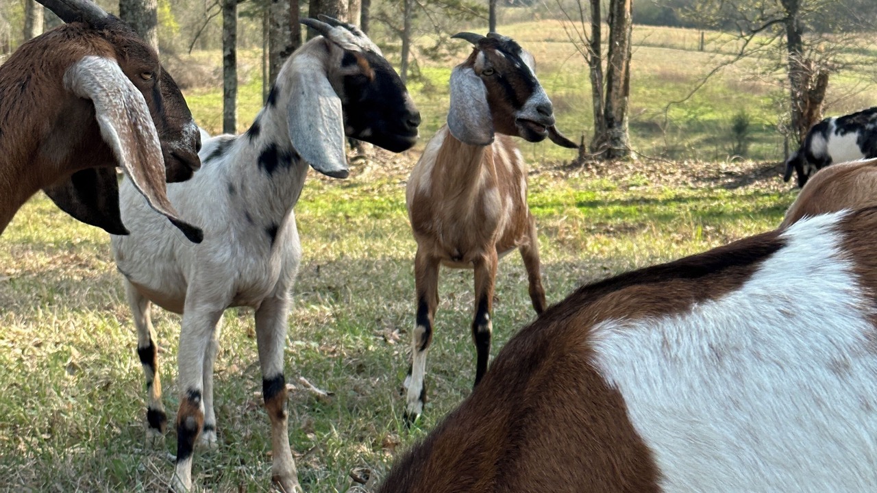 Photo of Others in Hattiesburg