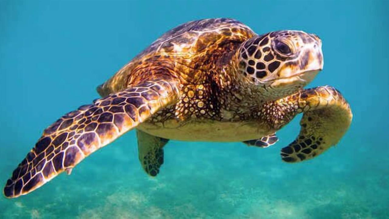 Photo of Others in Indialantic By The Sea