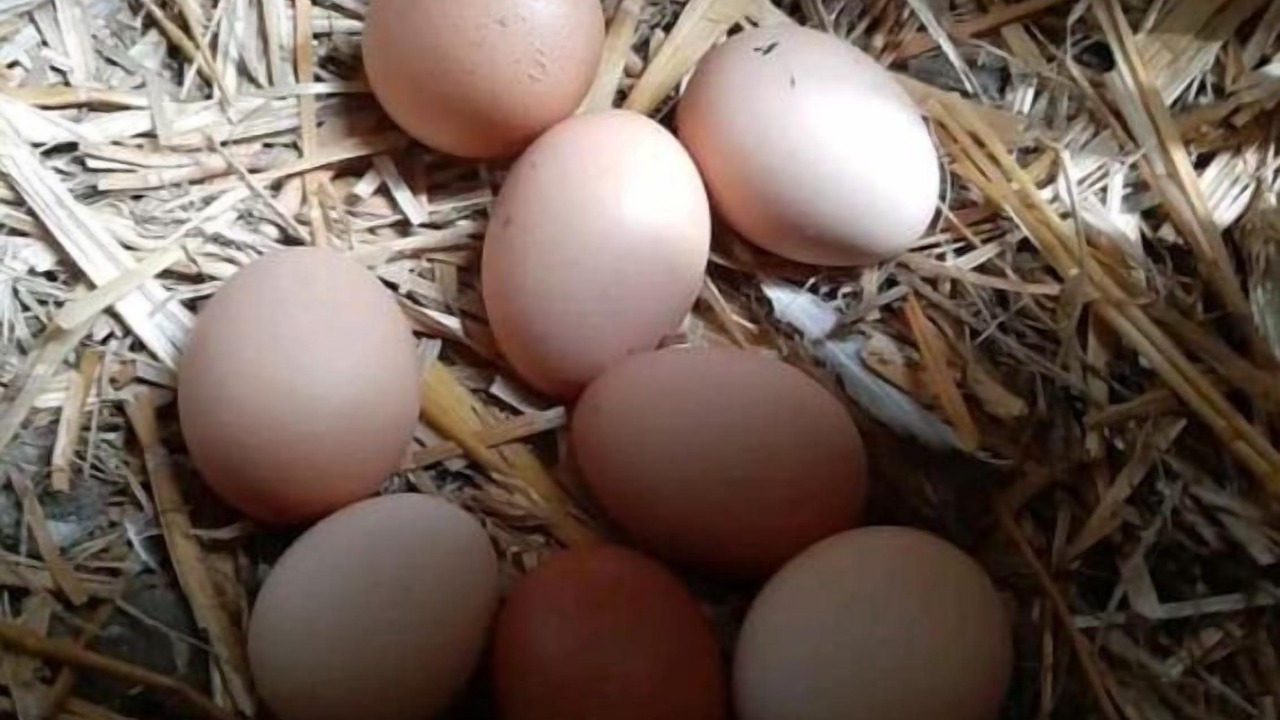 Photo of Others in Quinssaines