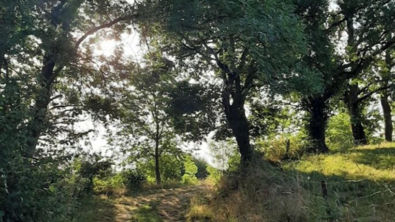 Photo of Others in Quinssaines