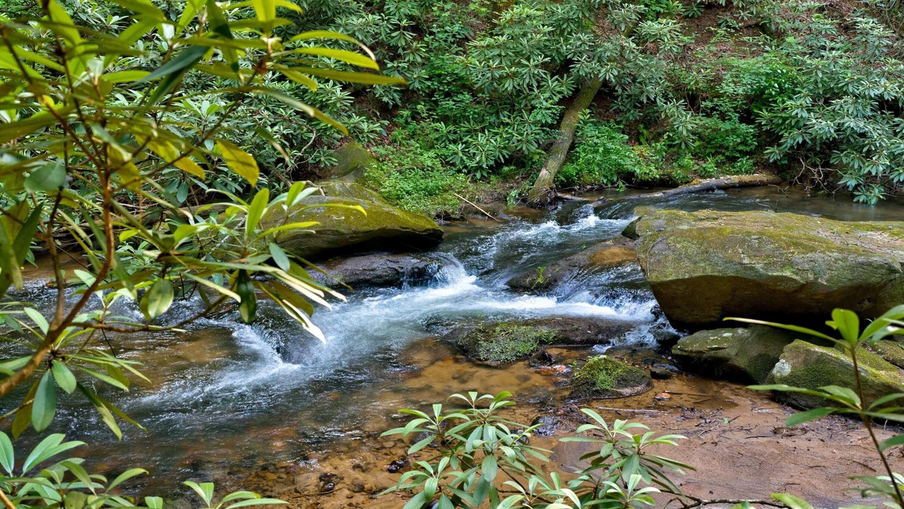 Photo of Others in Ellijay