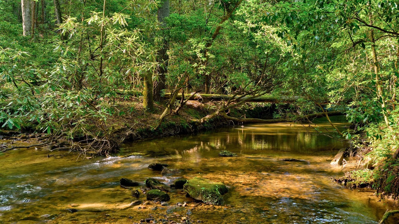 Photo of Others in Ellijay
