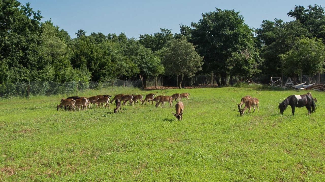 Photo of Others in Barbariga