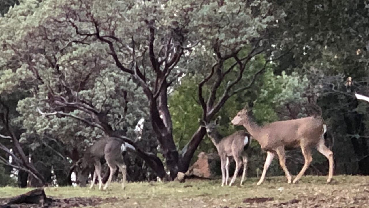 Photo of Others in Mariposa