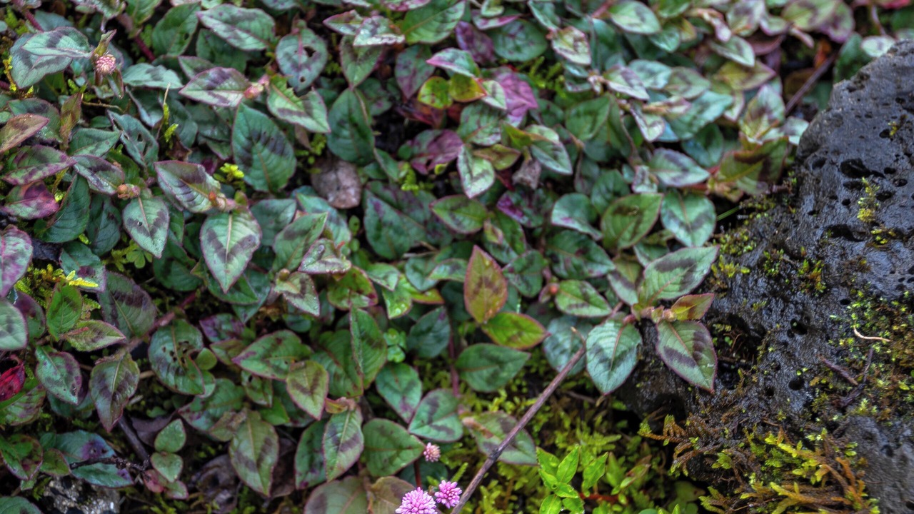 Photo of Outdoor in Kailua-Kona
