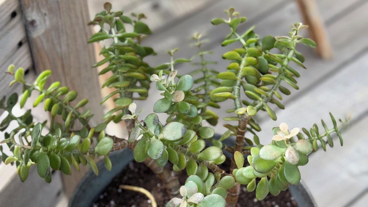 Photo of Outdoor in West Mystic