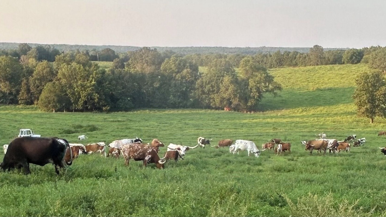 Photo of Others in Licking