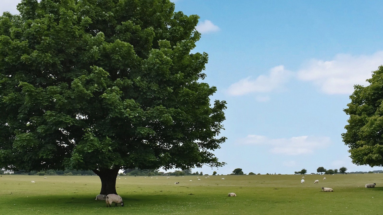 Photo of Others in Tavistock