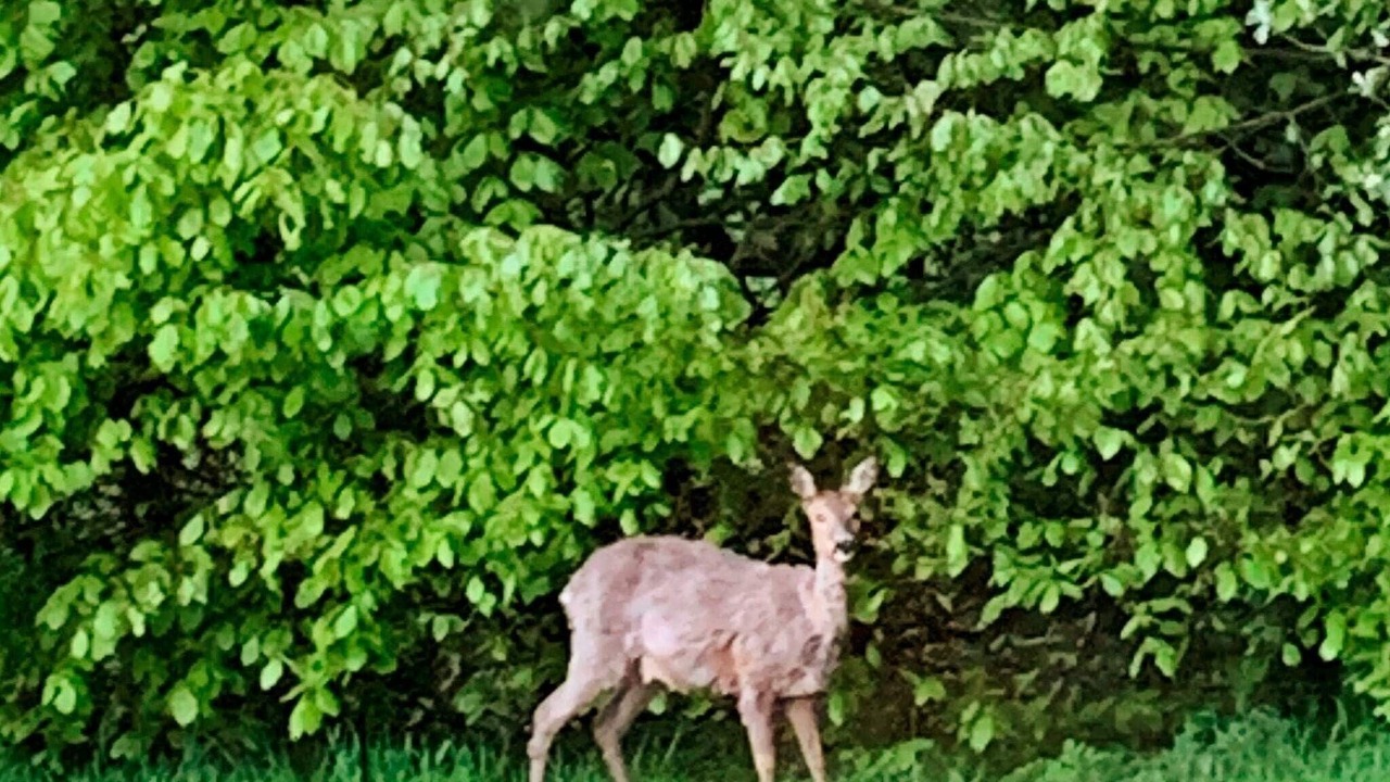 Photo of Outdoor in Kettingskov