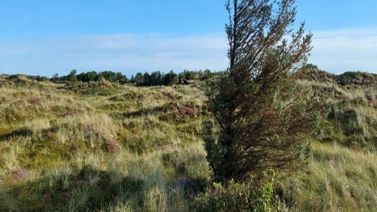 Photo of Outdoor in Blokhus