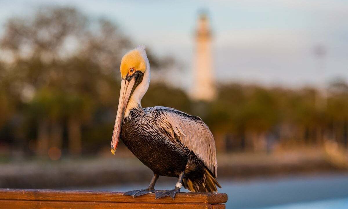 Photo of Others in St. Simons Island