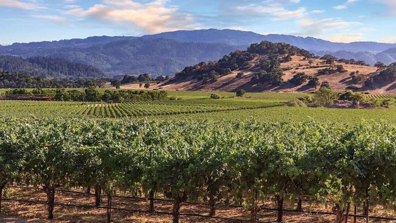 Photo of Others in Napa