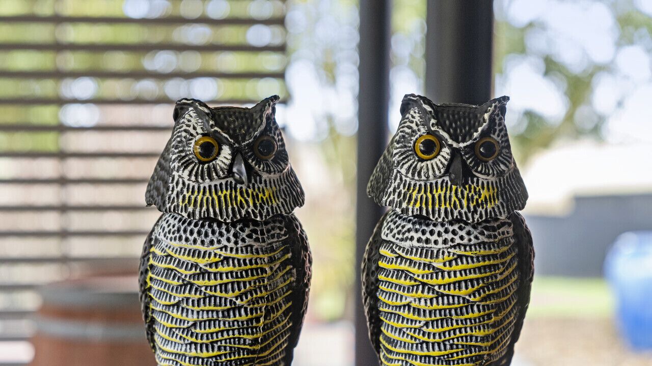 Photo of Others in Magpie