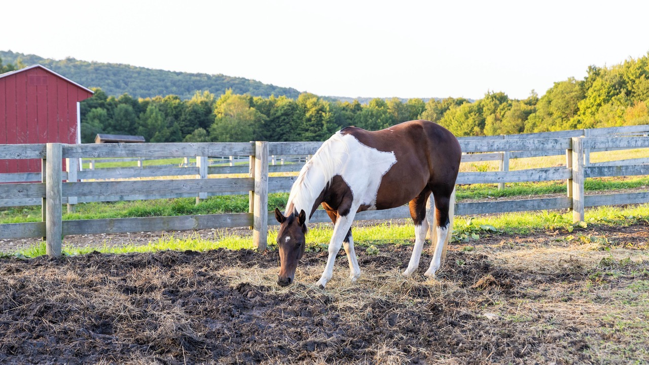 Photo of Others in Town of Sempronius