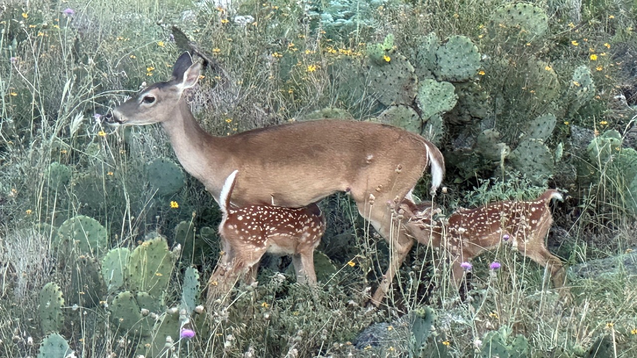 Photo of Outdoor in Johnson City