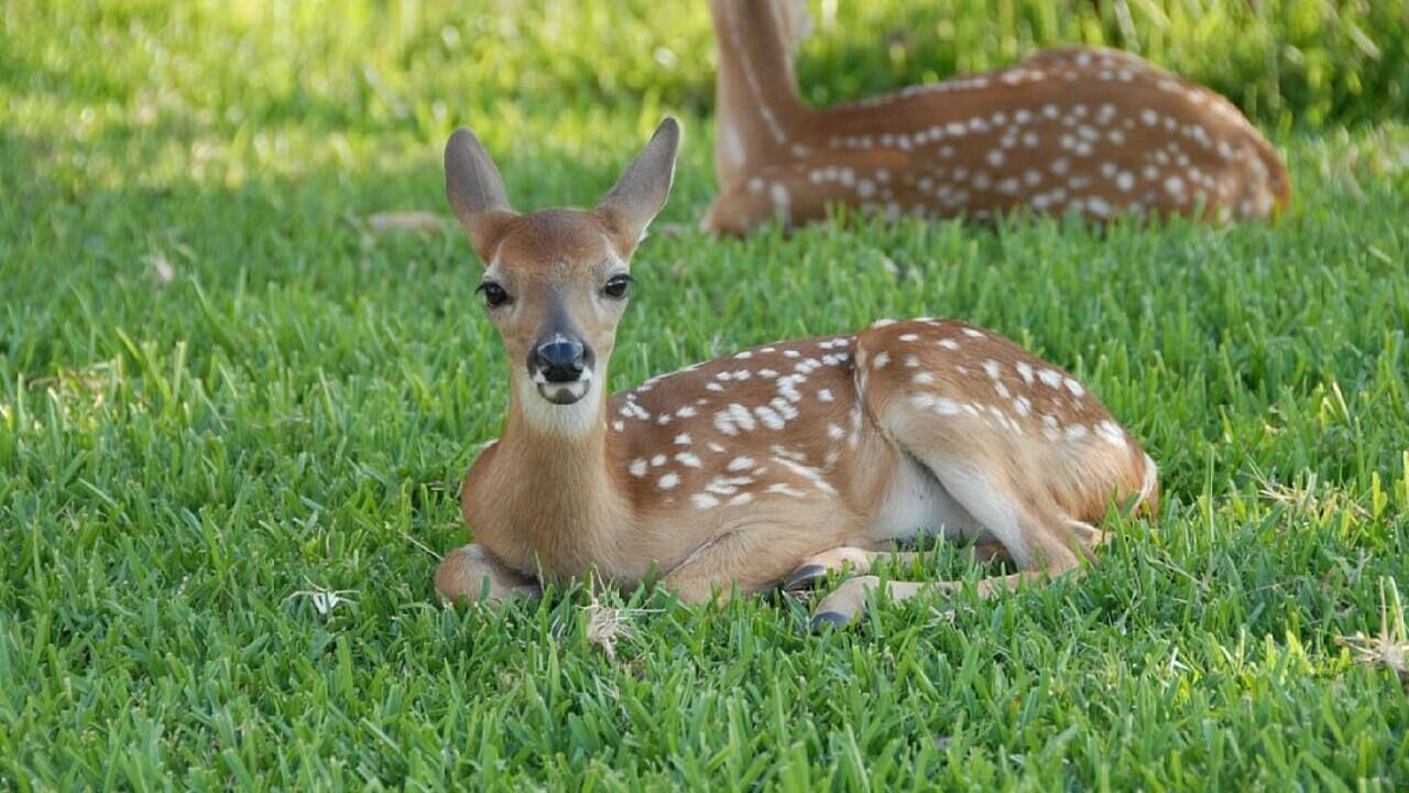 Photo of Others in Highland Lake Estates
