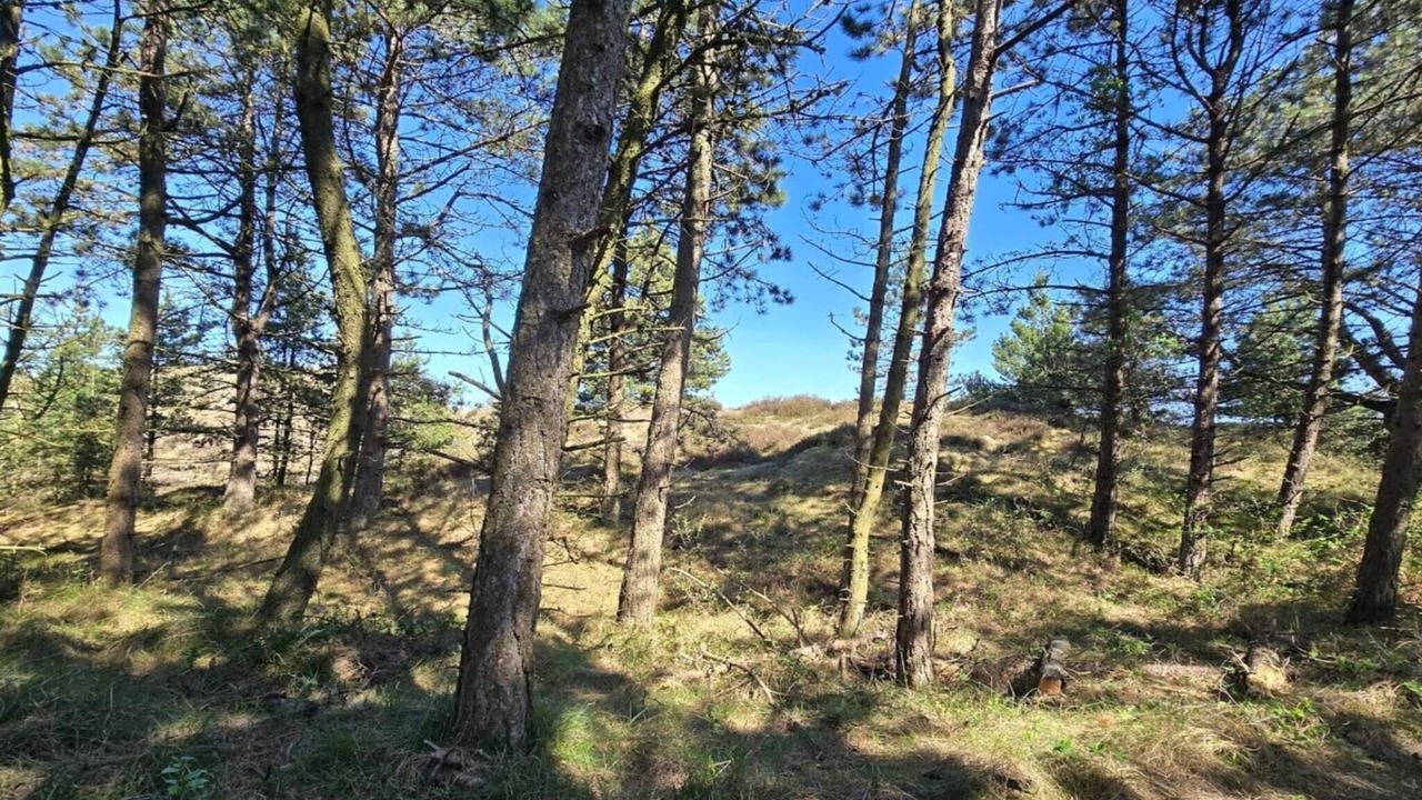Photo of Others in Kongsmark
