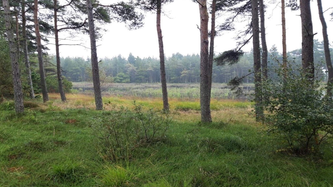 Photo of Others in Kongsmark