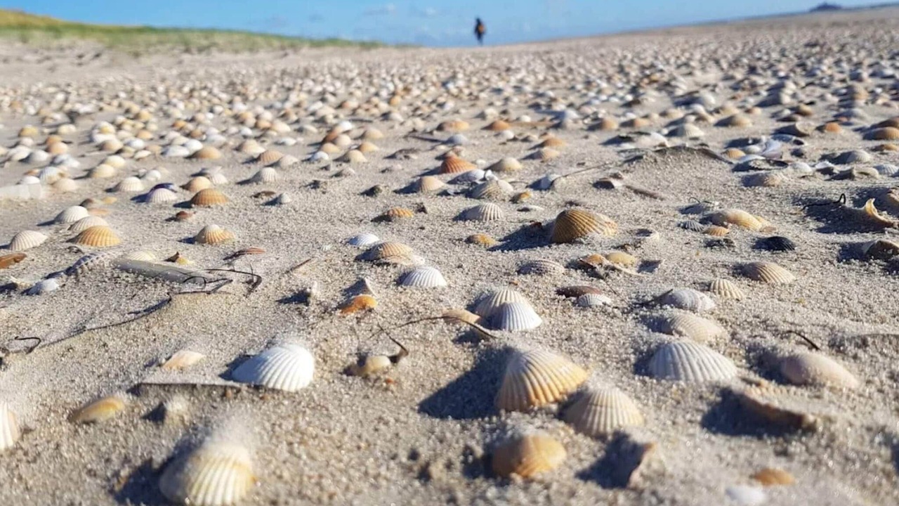 Photo of Others in Sønderstrand