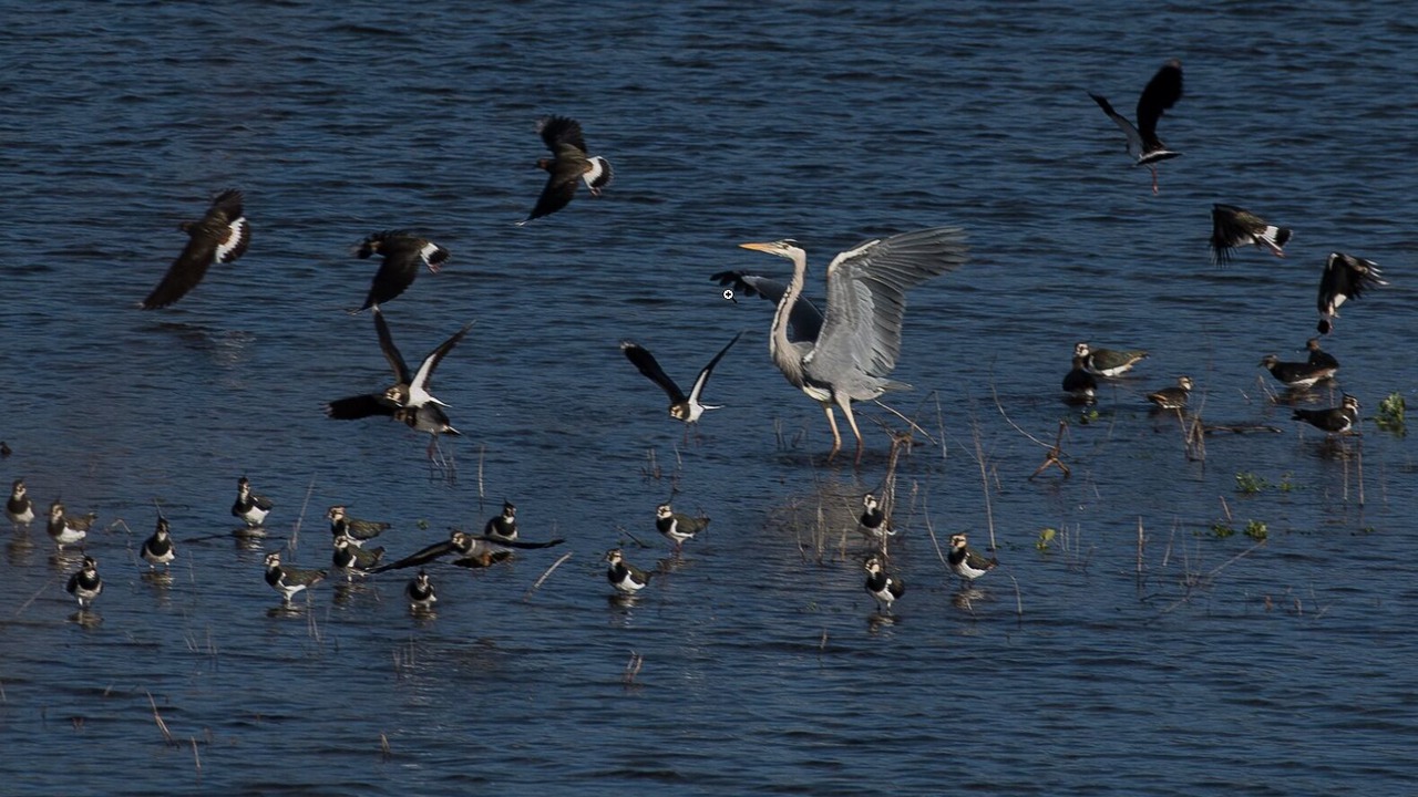 Photo of Others in La Chapelle-aux-Naux