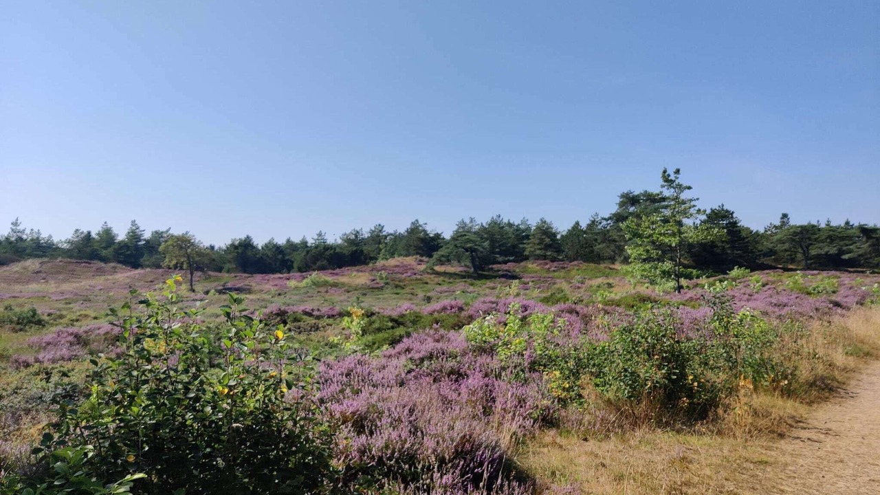 Photo of Others in Kongsmark