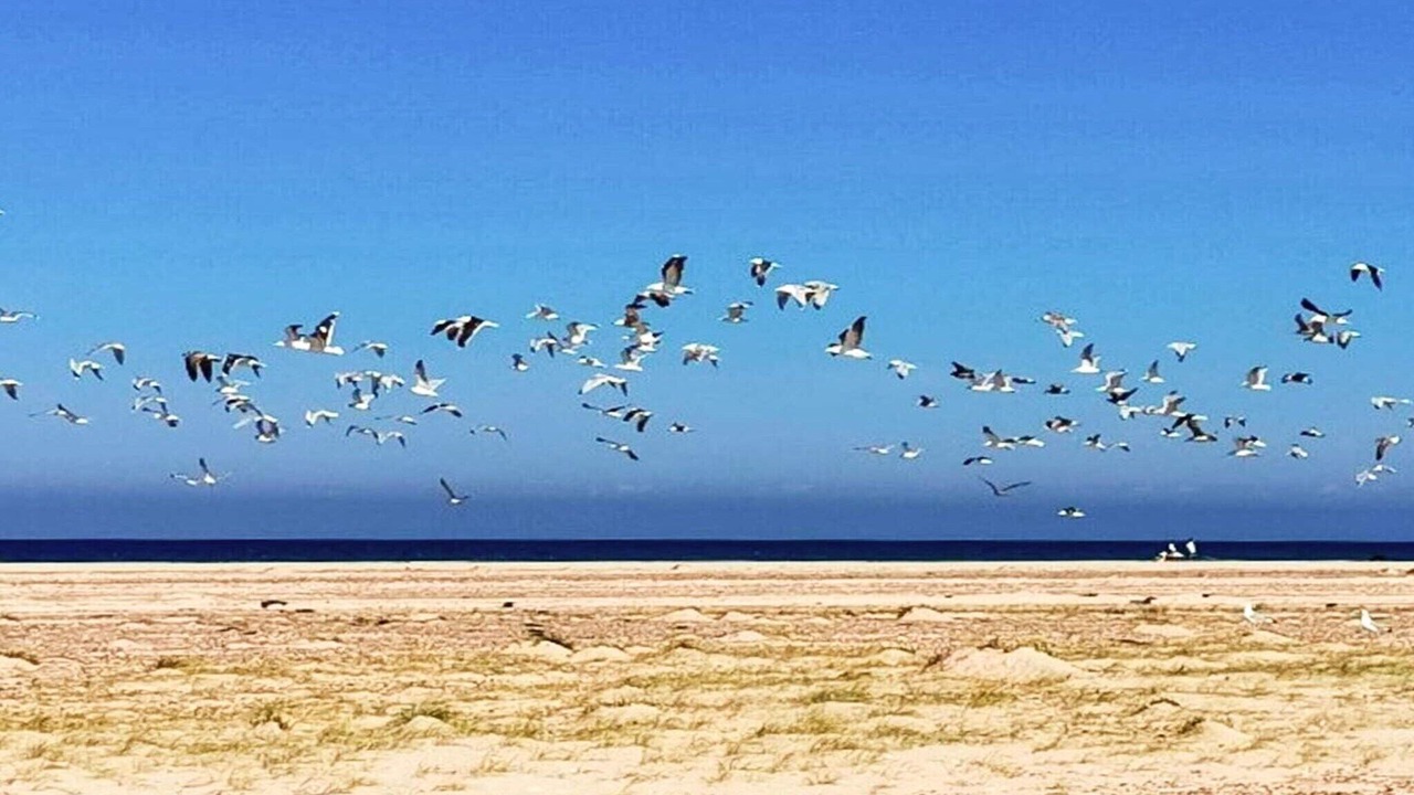 Photo of Others in Skagen