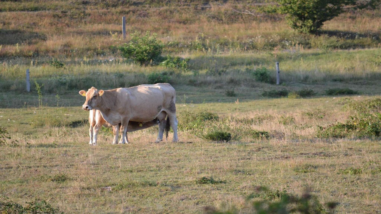 Photo of Others in Knebel