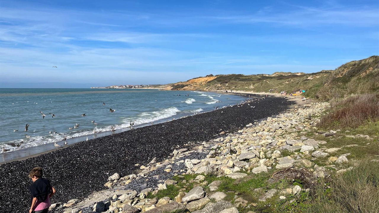 Photo of Others in Wimereux