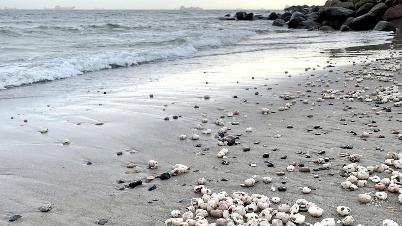 Photo of Others in Skagen