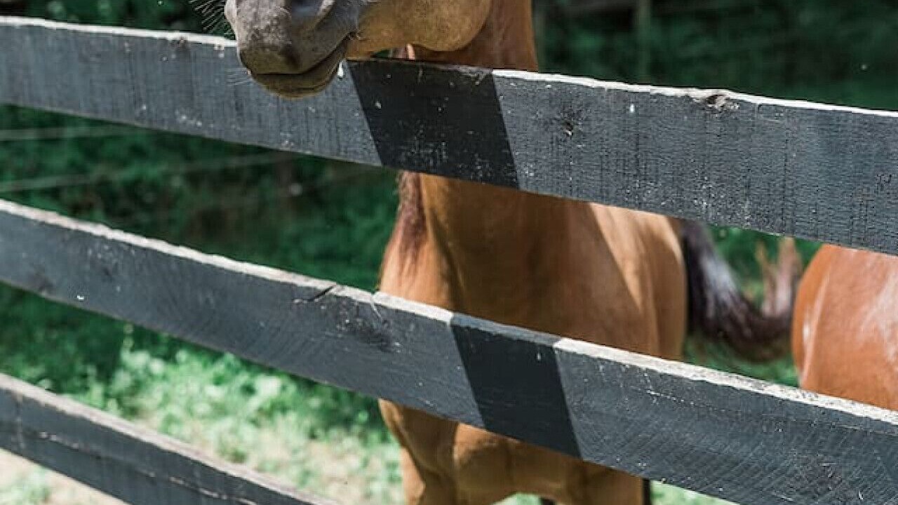 Photo of Others in Knoxville