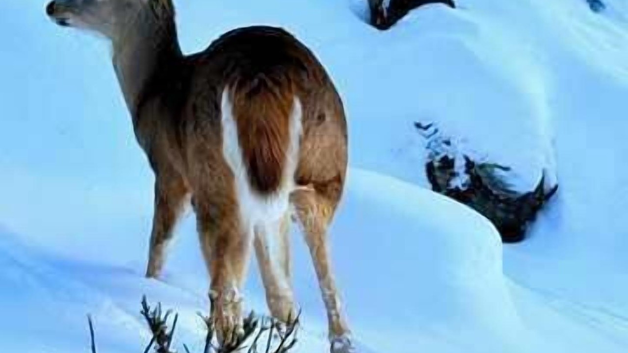 Photo of Others in Mont-Tremblant Village