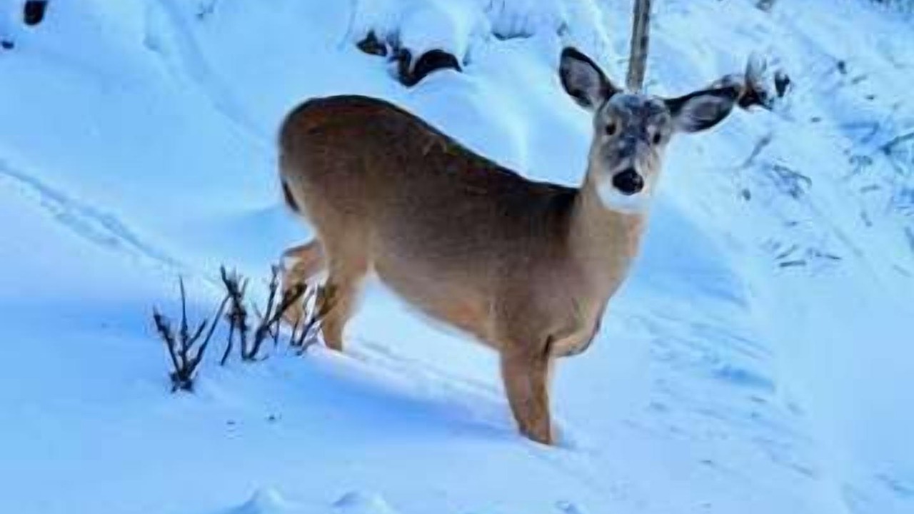 Photo of Others in Mont-Tremblant Village
