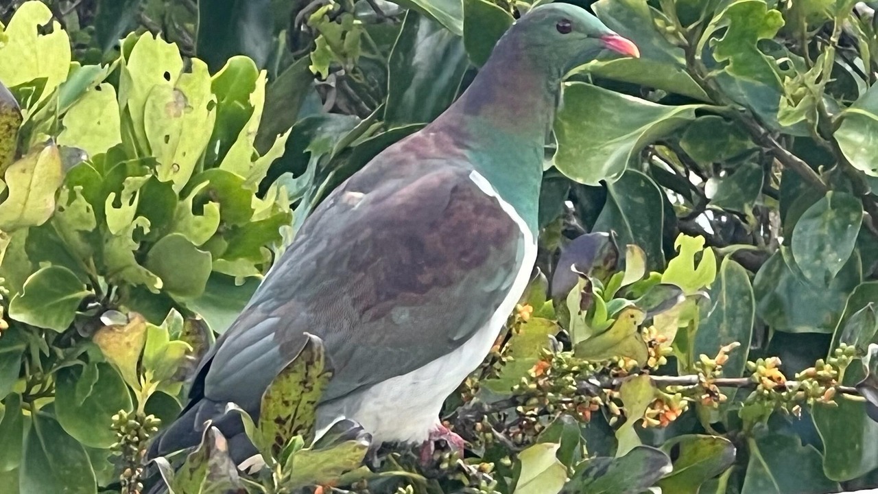 Photo of Others in New Lynn