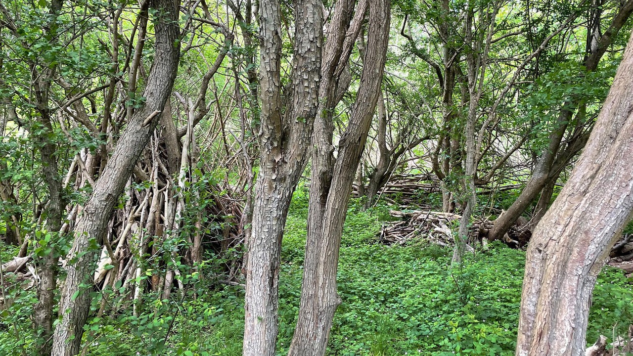 Photo of Others in Hojby