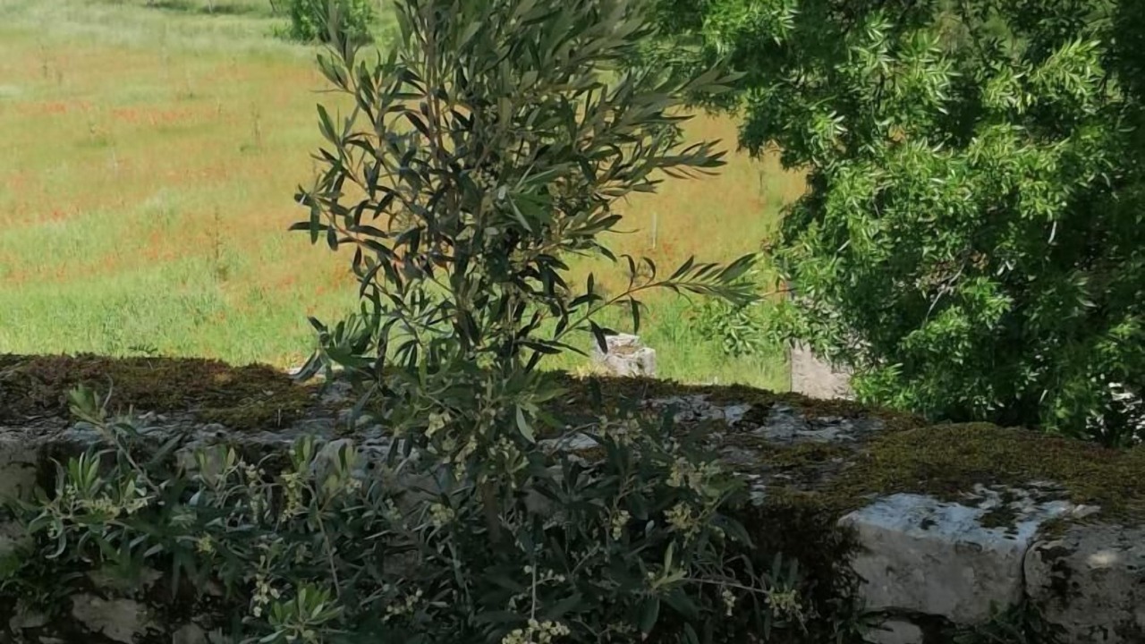 Photo of Outdoor in Albas