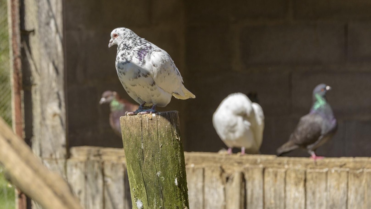 Photo of Others in Mayrac