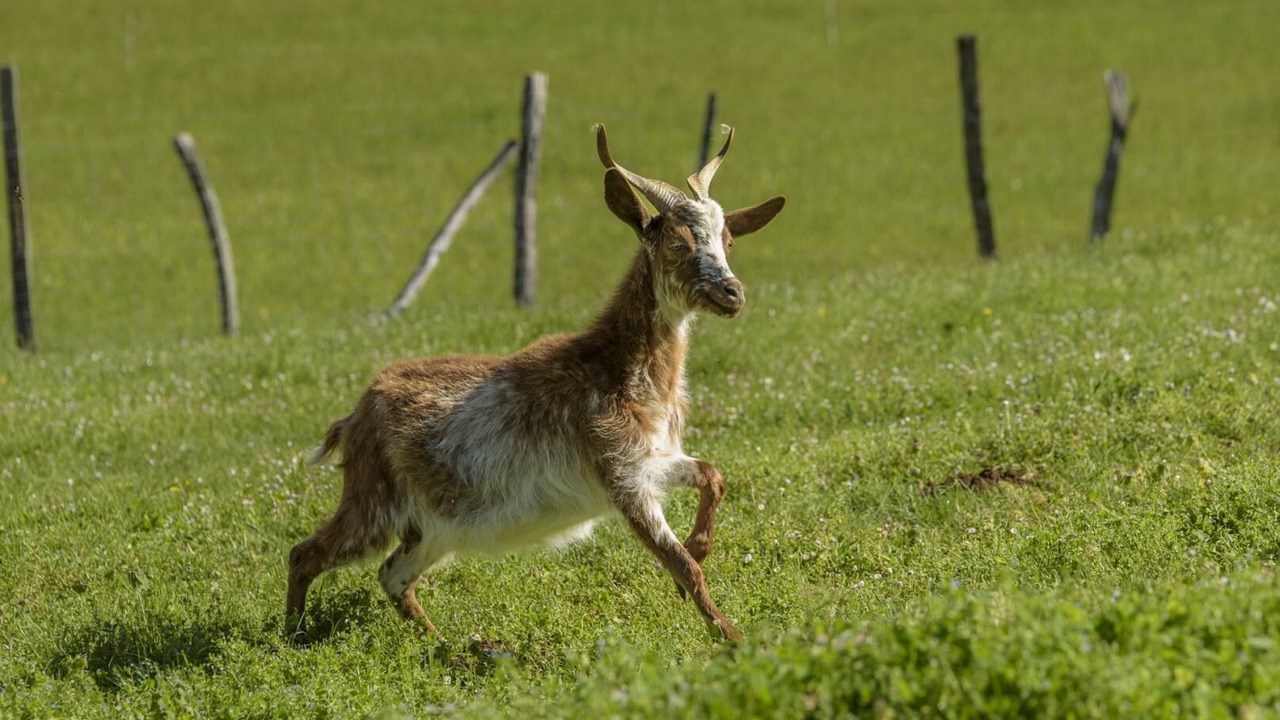 Photo of Others in Mayrac