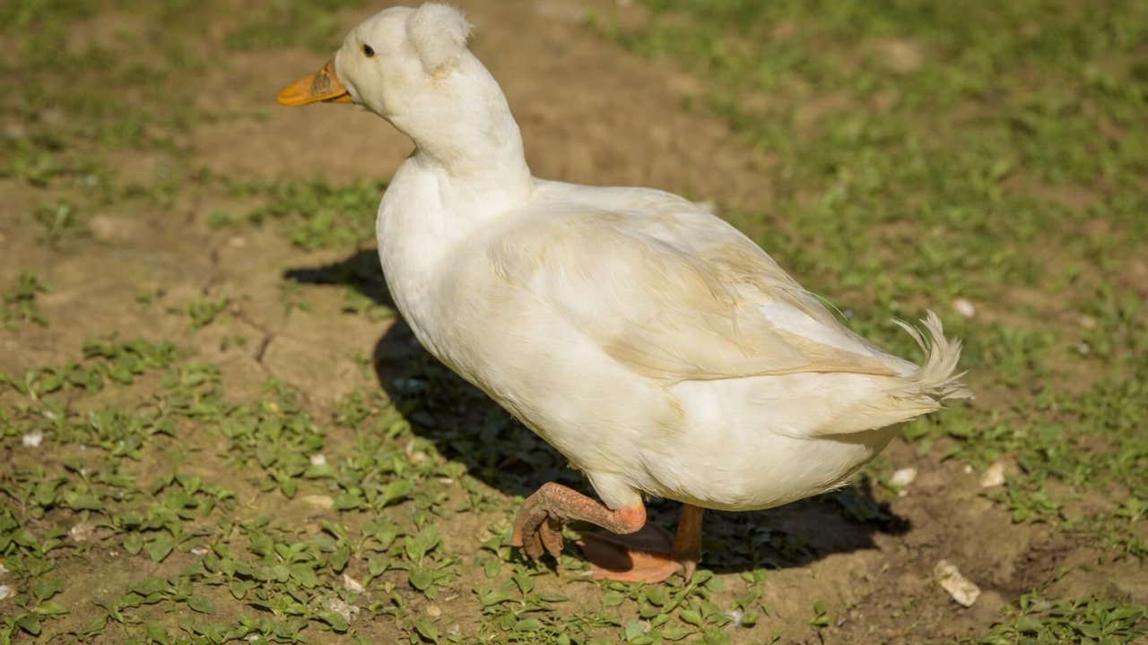 Photo of Others in Mayrac