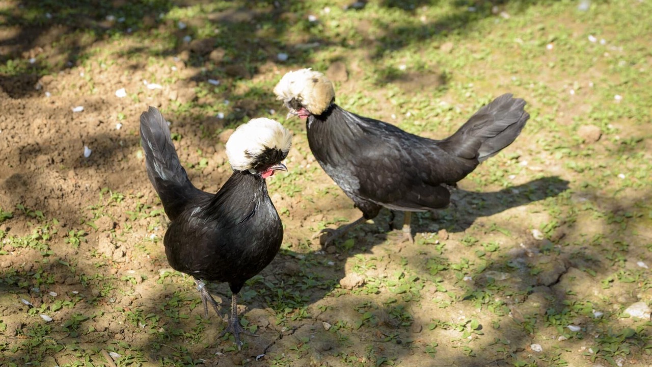 Photo of Others in Mayrac