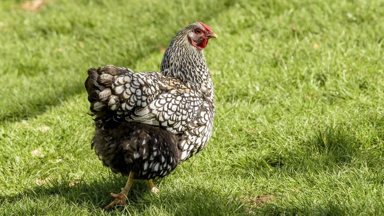 Photo of Others in Mayrac